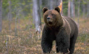Hunting Assistance AB