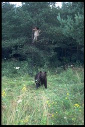 Hunting Assistance AB