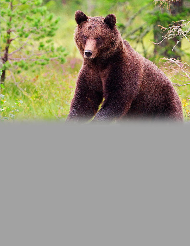 Hunting Assistance AB