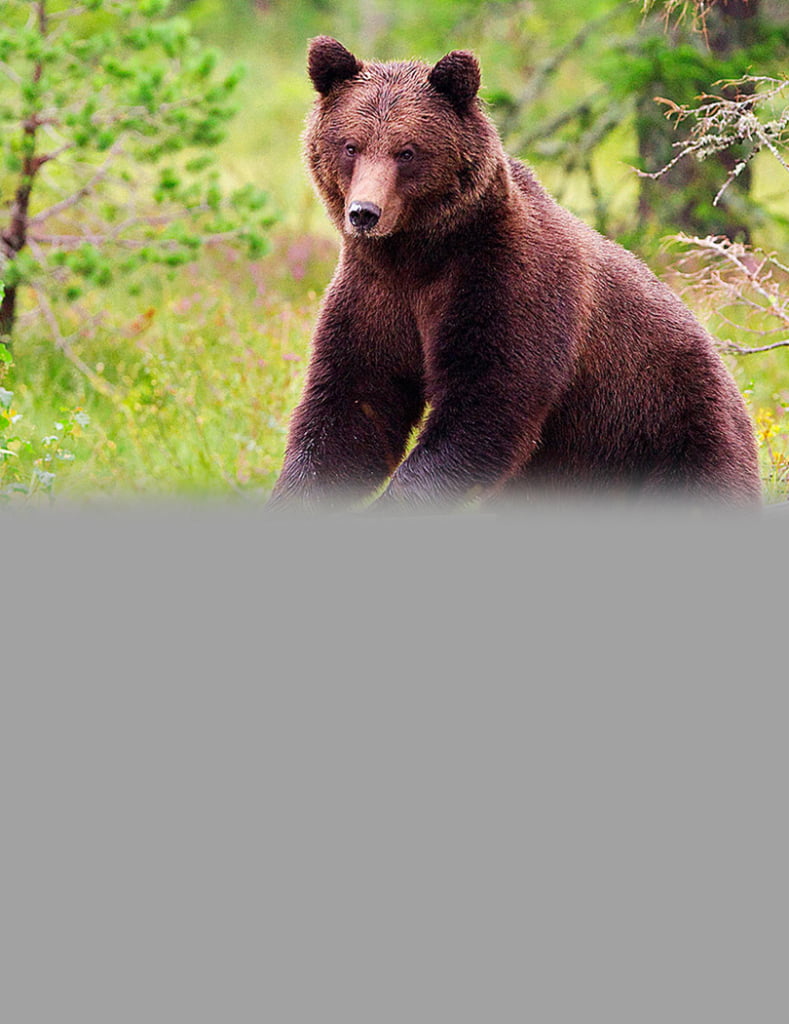 Hunting Assistance AB