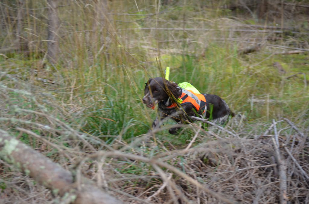 Hunting Assistance AB
