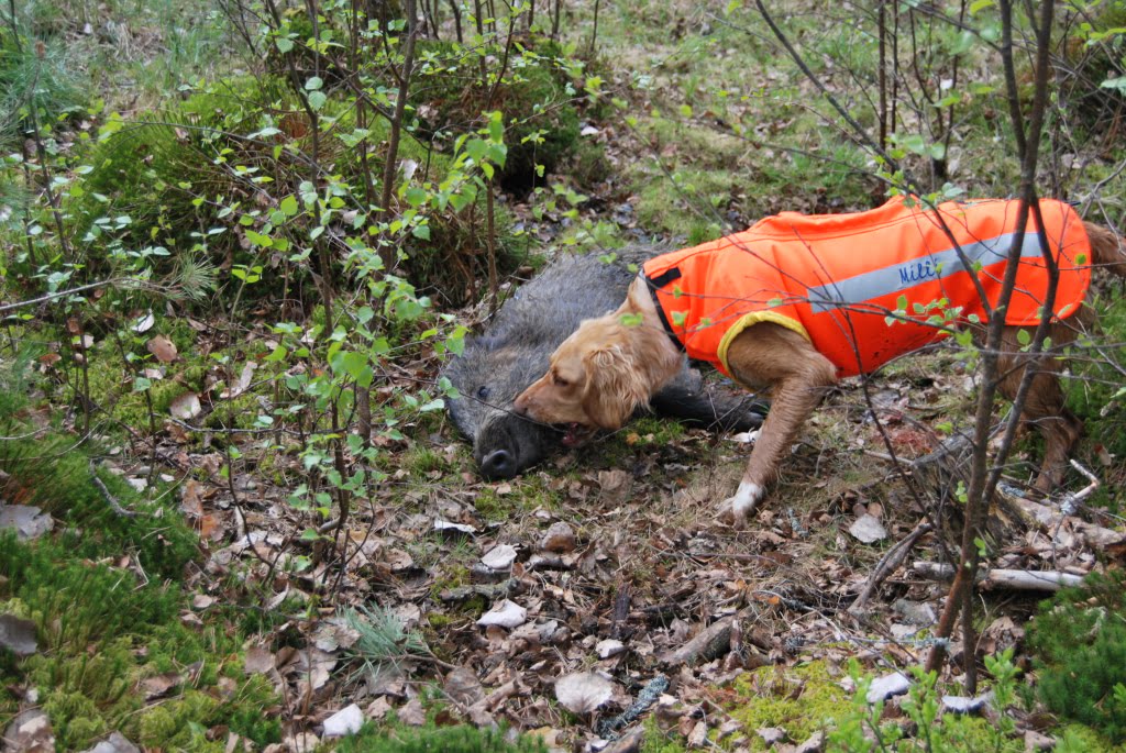 Hunting Assistance AB