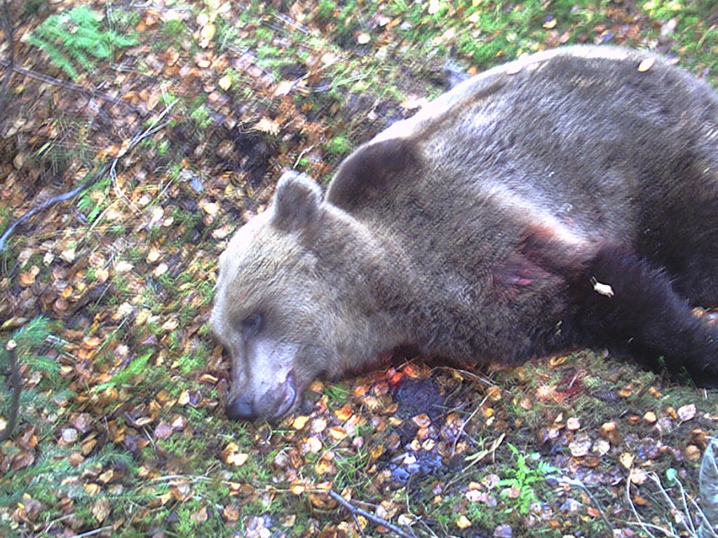 Hunting Assistance AB