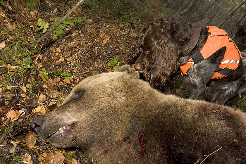Hunting Assistance AB