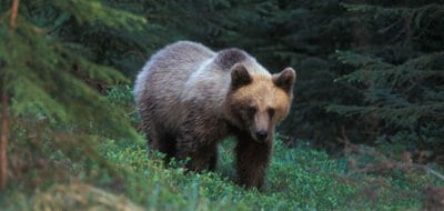Hunting Assistance AB