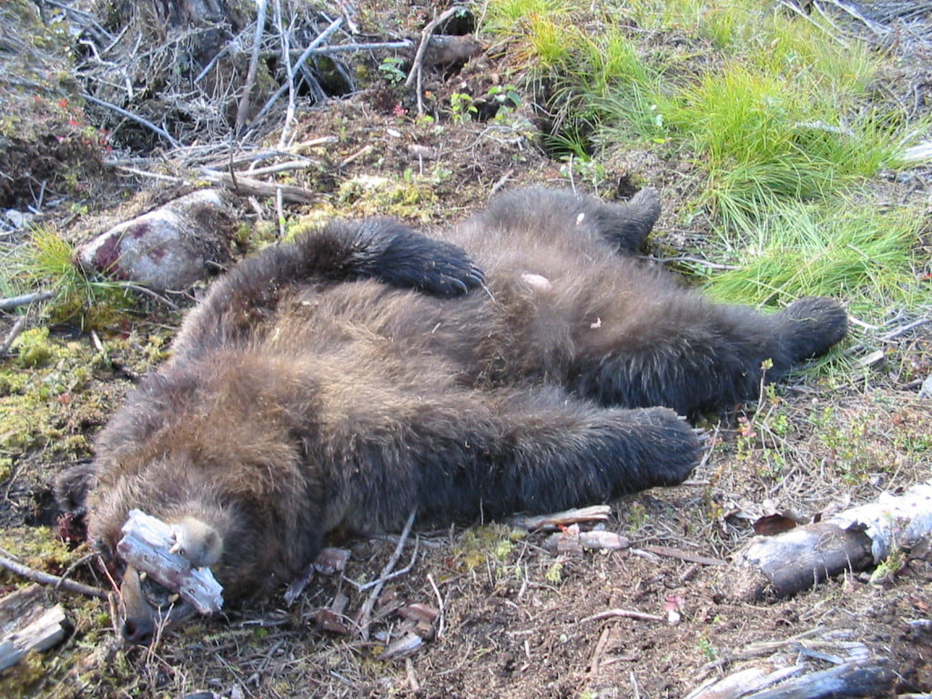 Hunting Assistance AB