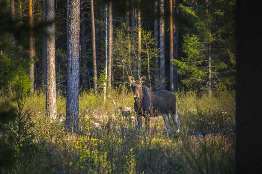 Hunting Assistance AB